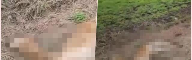 Jeziv prizor na severu Srbije: Leš životinje koja ne živi na ovim prostorima bačen u kanal