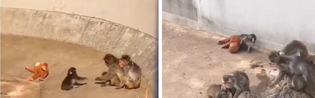 Svet JECA zbog ovog majmunčeta i njegove igračke: Priča o Punču kog je majka odbacila slama i najtvrđa srca