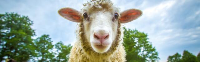 ATRAKCIJA Ovca sa četiri roga iz kineskog zoo-vrta: Ovo je prizor koji se ne viđa tako često