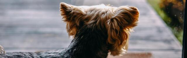 Ove rase pasa najviše laju! Evo da li je vaš ljubimac na listi najglasnijih!