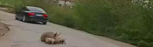 Urnebesna scena iz Republike Srpske: U istom danu na istom putu oprasila se krmača, valjali se magarci i pao odron