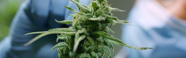 Šta se dogodi kada prestanete sa konzumiranjem marihuane?