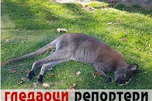 Гледаоци репортери (17. децембар 2022)