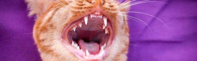 (HIT VIDEO) Ušla je u kuhinju i načisto se izbezumila, NIJE MOGLA DA SE SMIRI