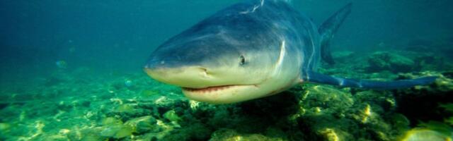 Devojku ubila ogromna ajkula, momku se bore za život: Užas u Australiji