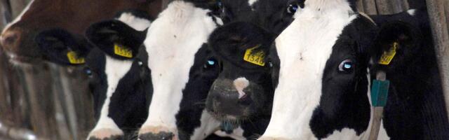 Odgajivači goveda: Mlekare u Srbiji obustavljaju otkup, preduzećemo radikalne mere