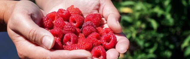 Da li se maline mogu gajiti na terasi? Detaljan vodič za početnike uz koji ćete već u septembru imati prve plodove