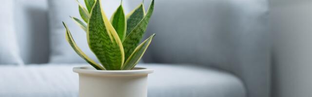 Listovi se sijaju, biljke bujaju i zimi: Kako da sobno cveće izgleda zdravo, jedna namirnica pravi razliku