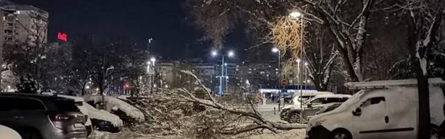 Srušilo se drvo u Bloku 29: Stablo se obrušilo posred parkinga