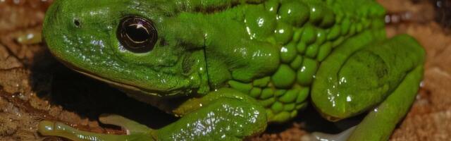 Ovo stvorenje nosi mladunce u torbi na leđima: Otkrivena nova vrsta u Amazonu