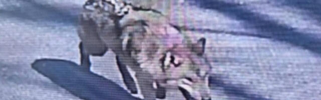 Повратак одбеглог вука у зоолошки врт прослављен широм Јужне Кореје