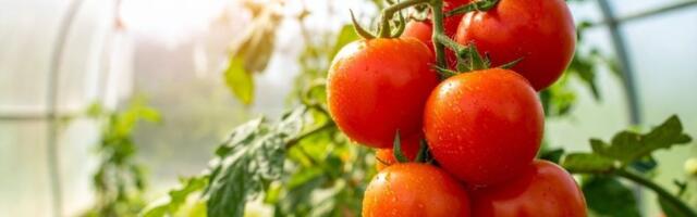 Paradajz i paprika bujaju kao nikad: 1 biljka ih štiti bolje od hemije - povrće nikad krupnije