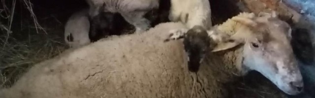 Za samo pet dana ojagnjila se čak dva puta, veterinari kažu da je u pitanju "super ovulacija" (FOTO)