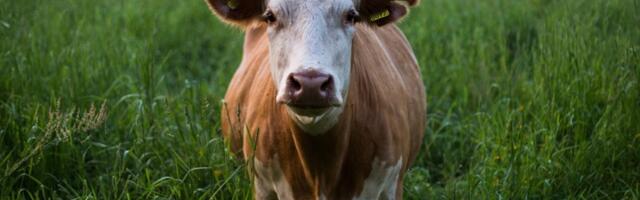 Klonirana druga najskuplja krava na svetu, ČUDO NEVIĐENO! (FOTO/VIDEO)