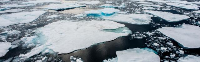 Strašne prognoze naučnika: Gospodari leda na ivici opstanka, ovo je njihova poslednja šansa