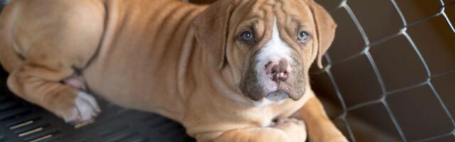 Vlasnica šokirana veličinom šteneta koje je udomila: "Ako preraste kavez, moraćemo da gradimo štalu"