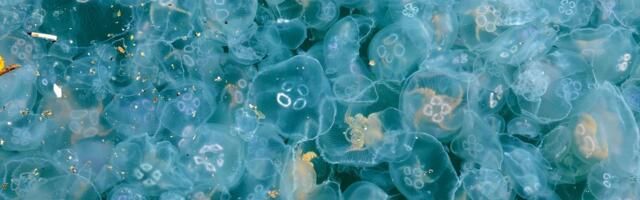 Šokantno otkriće: Ova stvorenja spavaju kao ljudi, iako NEMAJU MOZAK