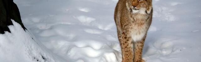 HOROR U SPORTSKOM KAMPU Divlja mačka zaražena besnilom napala 12-godišnje dete: Ima ujede i ogrebotine po telu