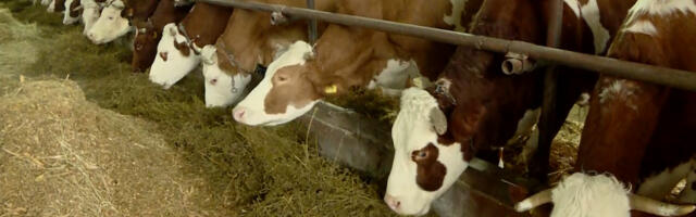 Proizvođači mleka za sredu najavili blokadu saobraćaja i prosipanje mleka na putu Kragujevac-Knić i u Mrčajevcima