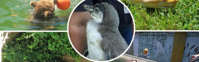 OVO SU ZVEZDE ZOO VRTA U BEOGRADU! Piton Uroš se SUNČA, aligator Muja kulira već 100 GODINA, a tu je i BEBA PINGVIN: Možete ih videti besplatno (VIDEO)