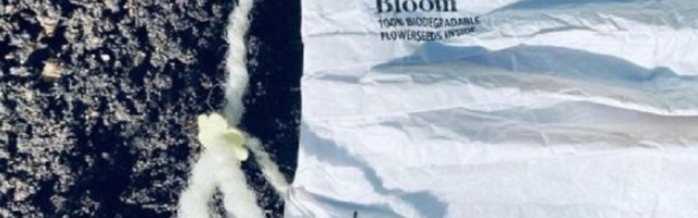 Žena je stvorila ekološku masku protiv Korone, nakon što završite sa upotrebom, posadite je i čekate da izraste