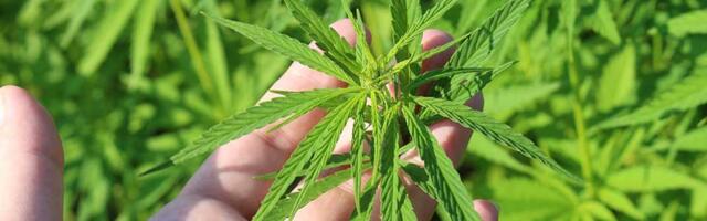 Uhapšene dve Zrenjaninke: Policija pronašla marihuanu i digitalnu vagu