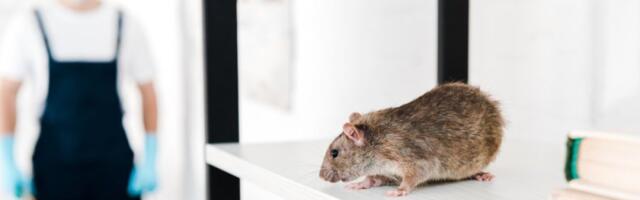 Sprej koji svi imamo u kući tera miševe i pacove očas posla: Poprskajte ova mesta i nikada ih više nećete videti
