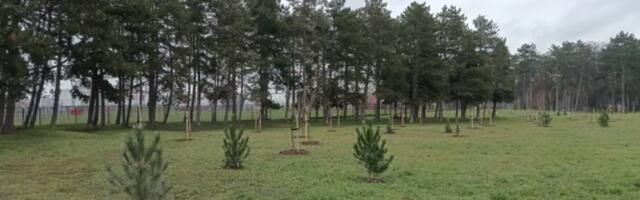 Pored "Čika Dače" 135 novih sadnica: Zeleni pojas Velikog parka širi se ka Muzeju  21. oktobar  (FOTO)