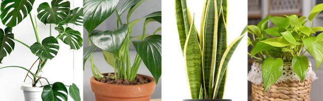 Izaberite jednu biljku sa slike i saznajte istinu o sebi: Rešite test ličnosti koji je postao viralan