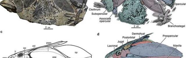 Najstariji poznati fosili košljoriba otkrivaju ranu evoluciju kičmenjaka
