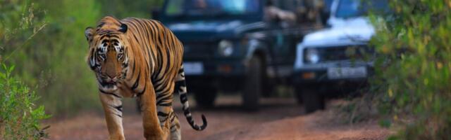 UVODE SE NOVE ZABRANE TOKOM SAFARIJA: Evo šta sve turistima neće biti dozvoljeno na egzotičnim destinacijama od sada pa nadalje! (FOTO)
