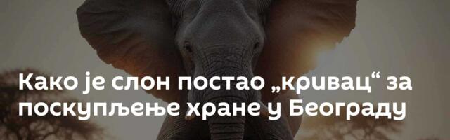Како је слон постао „кривац“ за поскупљење хране у Београду