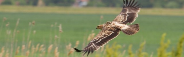 (FOTO) Otrovan orao krstaš: Olovo ubilo pticu sa srpskog grba