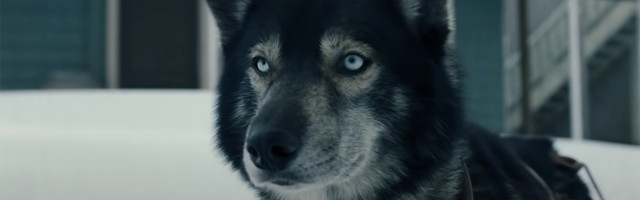 Pas Togo je spasao grad od pandemije