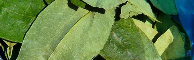 Podaci demantuju Trampa: Najviše kokaina u SAD ne dolazi iz Venecuele