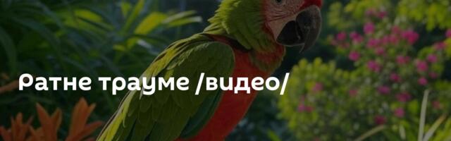 Ратне трауме /видео/
