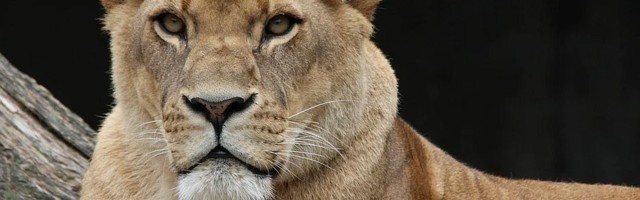 Uginula sva četiri lavića koje je omacila lavica Kiara u subotičkom Zoo vrtu