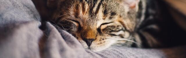 Zašto mačka kija? Naučite da prepoznate kada je vreme za posetu veterinaru