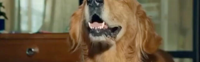 Mudar marketinški potez: Happy Meal za pse (VIDEO)