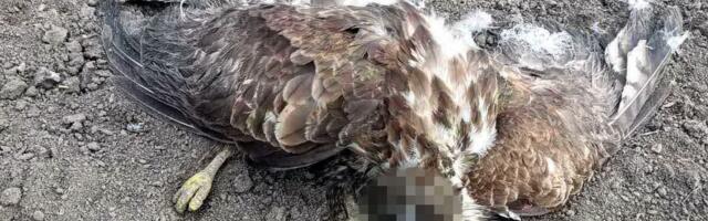 Ekološka katastrofa kod Kikinde: Pronađeni leševi zaštićenih ptica, sumnja se na trovanje