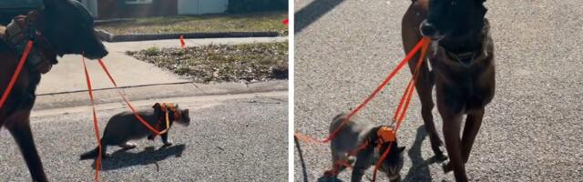 Mačka uči da hoda na povocu, pas rešio da ubrza stvar: Malinoa preuzeo komandu, snimak oduševio svet