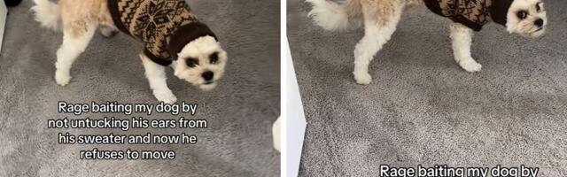 Marli, gde su ti uši? Internet umire od smeha: Pas se besno "puši", vlasnik mu "ofrlje" navukao džemper