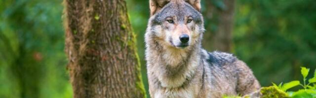 Vuk upao u štalu i mirno spavao sa životinjama: Neočekivana situacija u Crnoj Gori