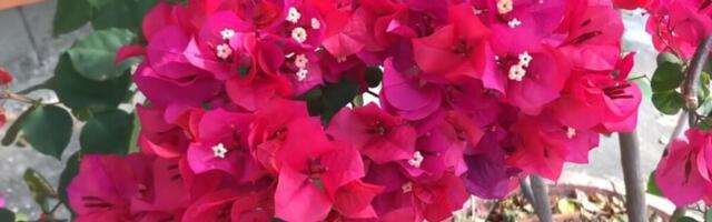 Posadite ovo cveće u martu: Imaćete najlepšu i najšareniju baštu celo leto