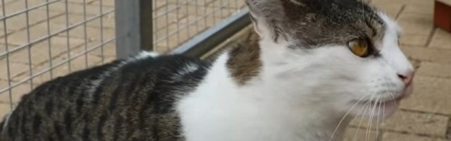 OVAJ MAČAK JE TOLIKO MRZOVOLJAN DA SU GA VEĆ ČETIRI PORODICE VRATILE! Nećete verovati šta je RADIO komšijama /VIDEO/