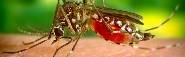 Od srede četvrti tretman zaprašivanja komaraca u Jablaničkom okrugu