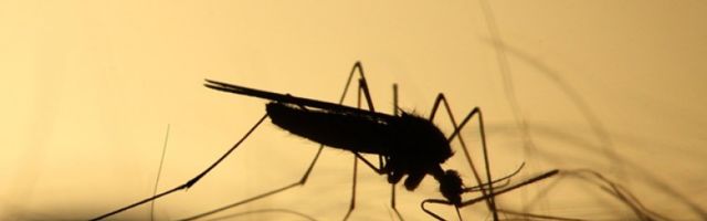 У престоници се појављује и маларични комарац