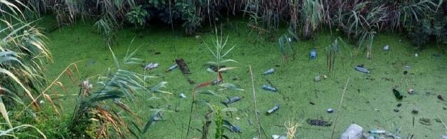 Novi pomor ptica u beogradskom naselju