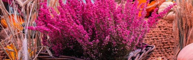 Biljka kojoj HLADNOĆA ne može ništa: Cveta čak i u DECEMBRU - prelepa terasa tokom zime