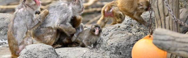 Pančova "mama" stigla u Srbiju: Ova žena je životinju držala u rukama